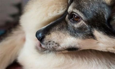 hund leckt muschi|Warum dein Hund sich im Genitalbereich leckt und was du .